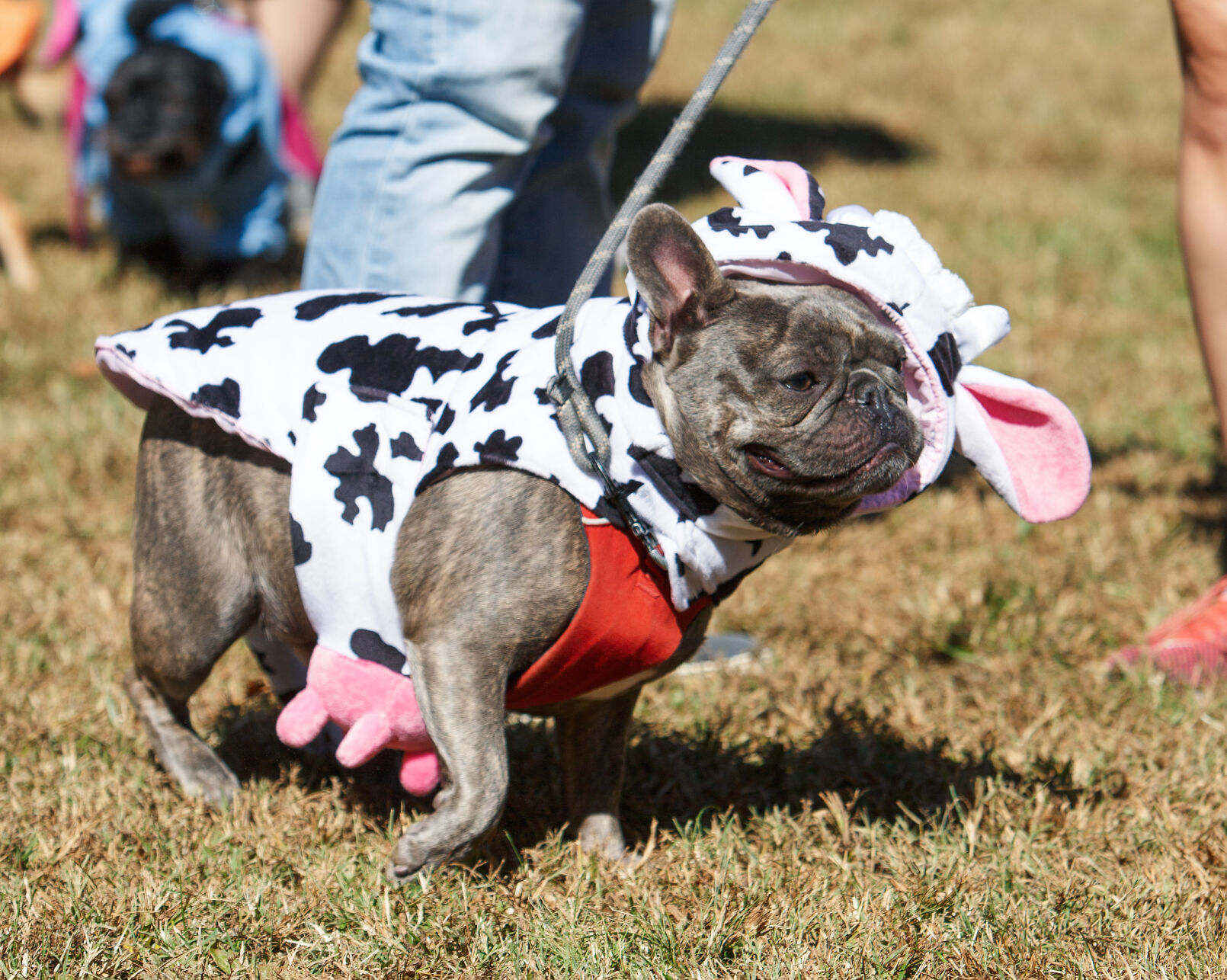 WSM Dogmore21 102322.jpg